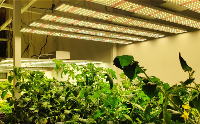 200W/300W LED Grow Light Full Spectrum Phyto Lamp For Indoor Plants Veg Flower Tent Fitolampy Plant Grow Lamps